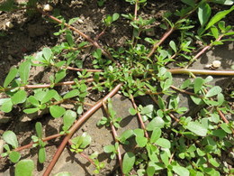 Purslane