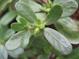 Purslane Seed Pods