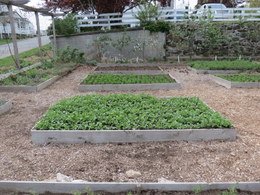 Raised Bed