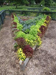 Raised Bed