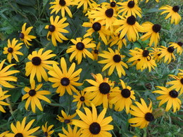 Rudbeckia