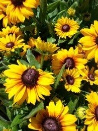 Rudbeckia