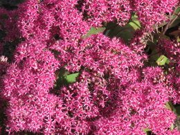 Sedum