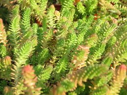 Creeping Sedum