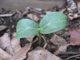 Seedling