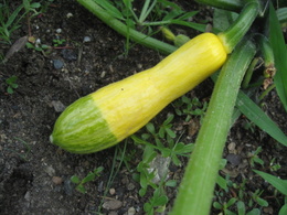 Squash