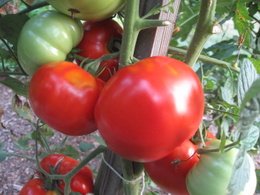 Beefsteak Tomato