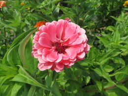 Zinnia